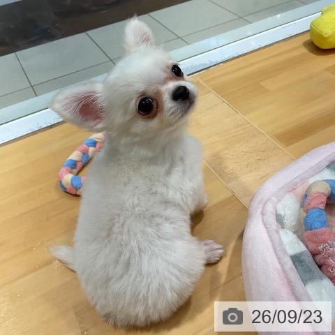 チワワの写真