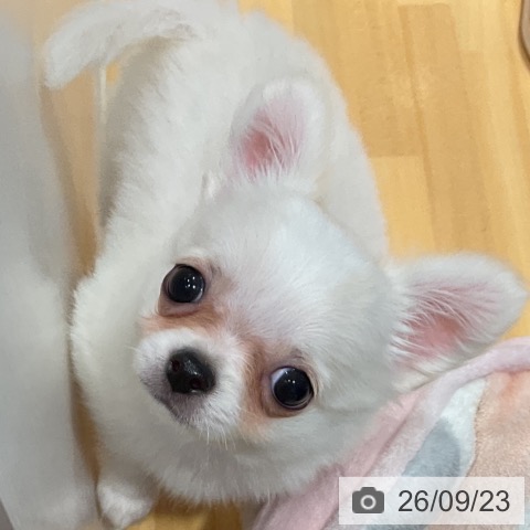 チワワの写真