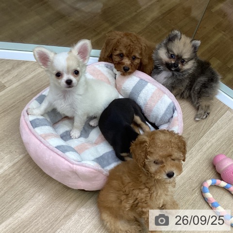 福島県のチワワ(ロング) (ペットプラス 福島店/2026年7月21日生まれ/女の子/ホワイトクリーム)の子犬の4枚目の画像