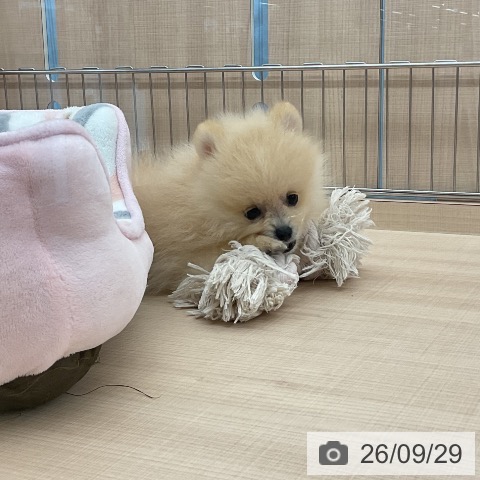 埼玉県のポメラニアン (ペッツワン 浦和美園店/2026年7月22日生まれ/男の子/クリーム)の子犬の4枚目の画像