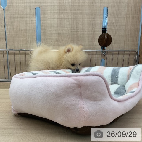 埼玉県のポメラニアン (ペッツワン 浦和美園店/2026年7月22日生まれ/男の子/クリーム)の子犬の3枚目の画像
