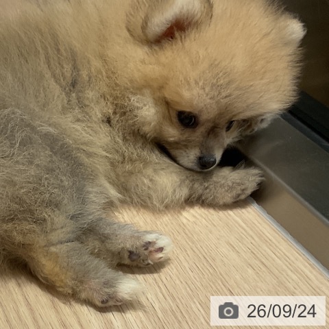ポメラニアンの写真