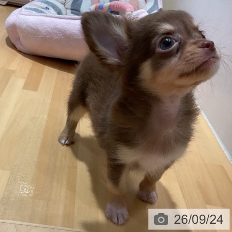 チワワの写真