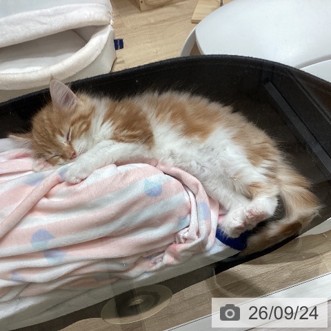 埼玉県のノルウェージャンフォレストキャット (ペットプラス ピオニウォーク東松山店/2026年7月20日生まれ/男の子/レッドタビーホワイト)の子猫の3枚目の画像