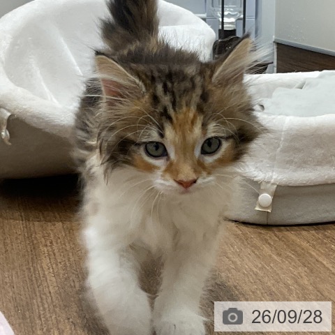 神奈川県のノルウェージャンフォレストキャット (ペッツワン 鎌倉梶原店/2026年7月20日生まれ/女の子/ブラウンパッチドタビーホワイト)の子猫の4枚目の画像