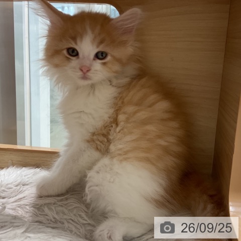 群馬県のノルウェージャンフォレストキャット (ペットプラス イオンモール太田店/2026年7月22日生まれ/男の子/レッドマッカレルタビーホワイト)の子猫の3枚目の画像