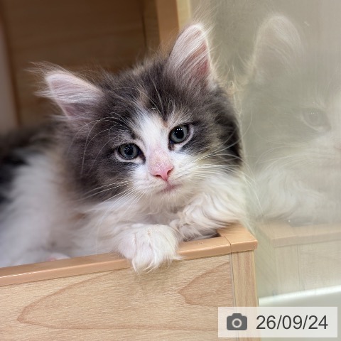 千葉県のノルウェージャンフォレストキャット (ペットプラス 幕張新都心店/2026年7月22日生まれ/女の子/ブルーパッチドマッカレルタビーホワイト)の子猫の3枚目の画像