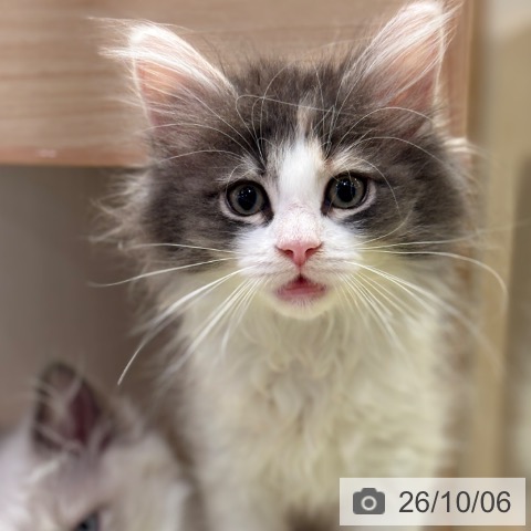 千葉県のノルウェージャンフォレストキャット (ペットプラス 幕張新都心店/2026年7月22日生まれ/女の子/ブルーパッチドマッカレルタビーホワイト)の子猫の3枚目の画像