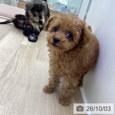 山梨県のトイプードル(トイ) (ペットプラス 甲府昭和店/2026年7月24日生まれ/男の子/レッド)の子犬の3枚目の画像