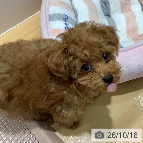 山梨県のトイプードル(トイ) (ペットプラス 甲府昭和店/2026年7月24日生まれ/男の子/レッド)の子犬の3枚目の画像