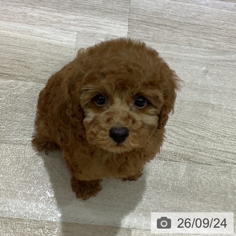長野県のトイプードル(トイ) (ペットプラス 長野店/2026年7月24日生まれ/男の子/レッド)の子犬の4枚目の画像