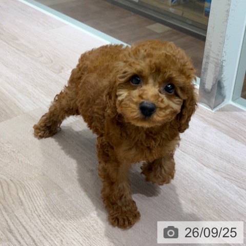 長野県のトイプードル(トイ) (ペットプラス 長野店/2026年7月24日生まれ/男の子/レッド)の子犬の3枚目の画像