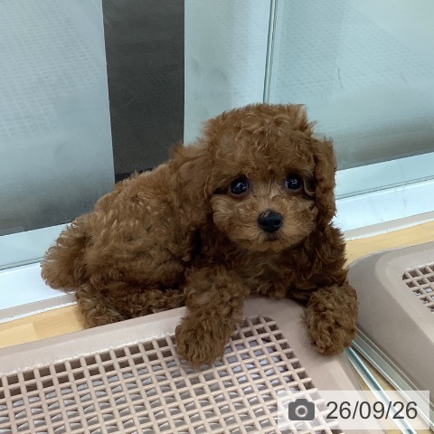 長野県のトイプードル(トイ) (ペットプラス 松本店/2026年7月24日生まれ/男の子/レッド)の子犬の3枚目の画像