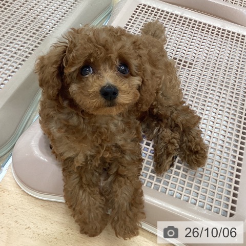 長野県のトイプードル(トイ) (ペットプラス 松本店/2026年7月24日生まれ/男の子/レッド)の子犬の3枚目の画像