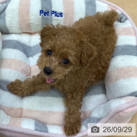 埼玉県のトイプードル(トイ) (ペットプラス 羽生店/2026年7月24日生まれ/男の子/レッド)の子犬の4枚目の画像