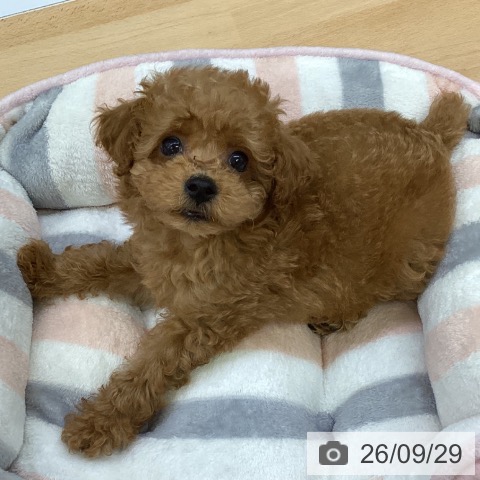 埼玉県のトイプードル(トイ) (ペットプラス 羽生店/2026年7月24日生まれ/男の子/レッド)の子犬の3枚目の画像