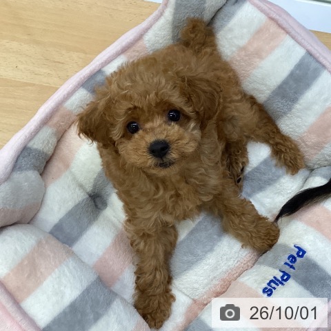 埼玉県のトイプードル(トイ) (ペットプラス 羽生店/2026年7月24日生まれ/男の子/レッド)の子犬の3枚目の画像