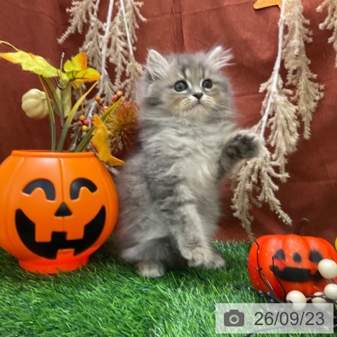 ラガマフィンの写真
