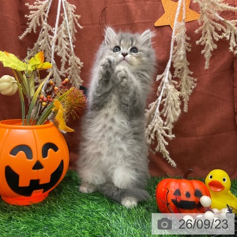 ラガマフィンの写真