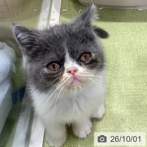 千葉県のエキゾチック (ペットプラス 幕張新都心店/2026年7月24日生まれ/男の子/ブルーホワイト)の子猫の4枚目の画像