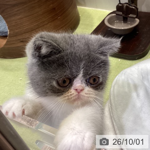 千葉県のエキゾチック (ペットプラス 幕張新都心店/2026年7月24日生まれ/男の子/ブルーホワイト)の子猫の3枚目の画像