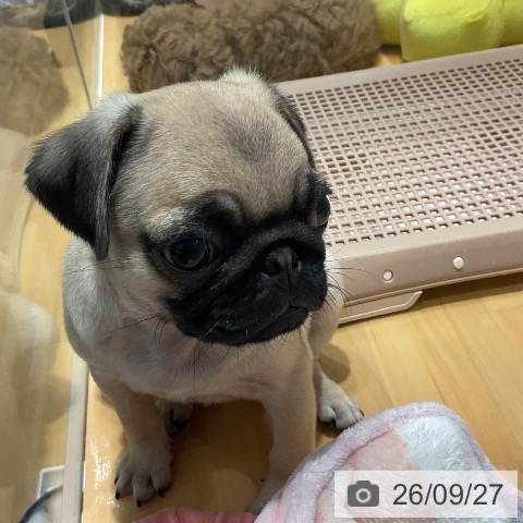 埼玉県のパグ (ペットプラス 与野店/2026年7月25日生まれ/女の子/フォーン)の子犬の3枚目の画像