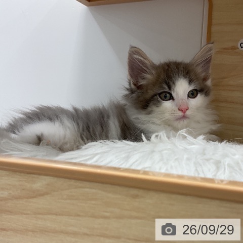 千葉県のノルウェージャンフォレストキャット (ペッツワン 千葉ニュータウン店/2026年7月26日生まれ/男の子/ブルーホワイト)の子猫の3枚目の画像