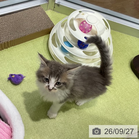 ノルウェージャンフォレストキャットの写真