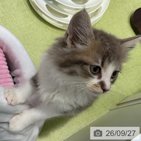 千葉県のノルウェージャンフォレストキャット (ペットプラス 柏店/2026年7月26日生まれ/女の子/ブルーホワイト)の子猫の4枚目の画像