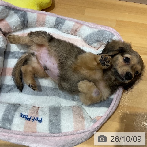 埼玉県のカニンヘンダックスフンド(ロング) (ペットプラス 与野店/2026年7月28日生まれ/男の子/シェーデットイエロー)の子犬の3枚目の画像