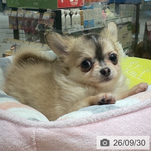 神奈川県のチワワ(ロング) (ペットプラス 湘南平塚店/2026年7月29日生まれ/女の子/フォーンホワイト)の子犬の3枚目の画像