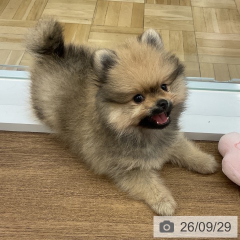 ポメラニアンの写真