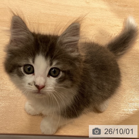 ノルウェージャンフォレストキャットの写真