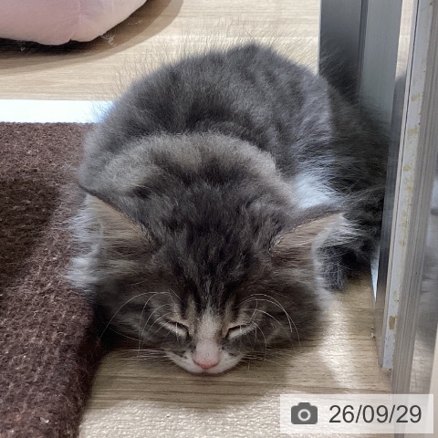 ノルウェージャンフォレストキャットの写真