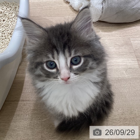 ノルウェージャンフォレストキャットの写真