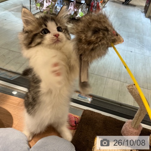 東京都のノルウェージャンフォレストキャット (ペットプラス アクアシティお台場店/2026年7月27日生まれ/女の子/ブラウンマッカレルタビーホワイト)の子猫の3枚目の画像