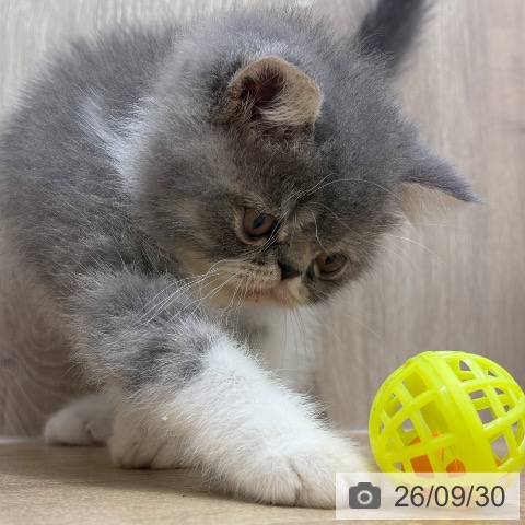 エキゾチックの写真