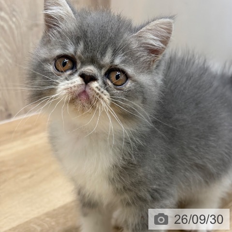 エキゾチックの写真