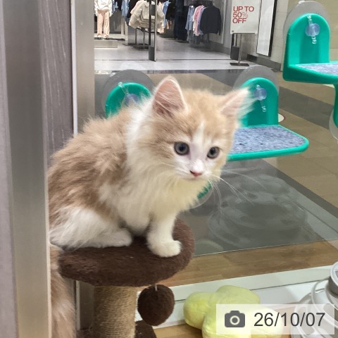 香川県のノルウェージャンフォレストキャット (ペットプラス 綾川店/2026年7月28日生まれ/男の子/クリームタビーホワイト)の子猫の4枚目の画像