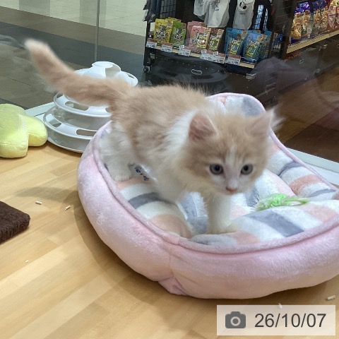 香川県のノルウェージャンフォレストキャット (ペットプラス 綾川店/2026年7月28日生まれ/男の子/クリームタビーホワイト)の子猫の3枚目の画像