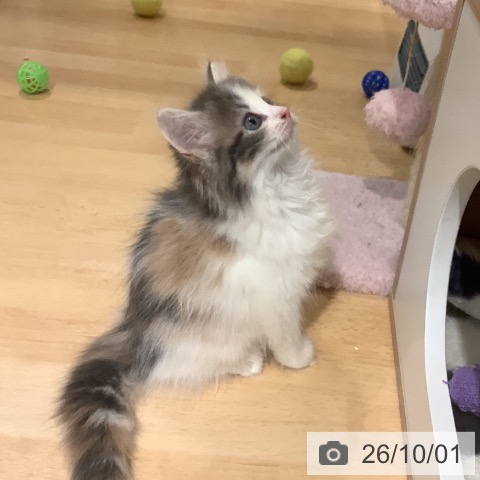 岡山県のノルウェージャンフォレストキャット (ペットプラス 岡山店/2026年7月28日生まれ/女の子/ブルーパッチドタビーホワイト)の子猫の4枚目の画像