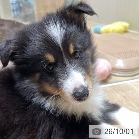 埼玉県のシェットランドシープドッグ (ペットプラス ららぽーと富士見店/2026年7月31日生まれ/男の子/ブラックホワイトタン)の子犬の3枚目の画像