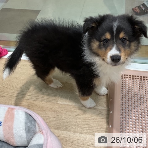 埼玉県のシェットランドシープドッグ (ペットプラス ららぽーと新三郷店/2026年7月31日生まれ/男の子/ブラックホワイトタン)の子犬の4枚目の画像