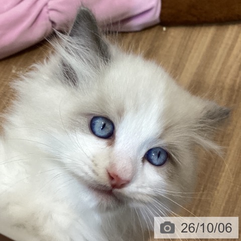 鳥取県のラグドール (ペッツワン 日吉津店/2026年7月31日生まれ/男の子/ブルーポイントバイカラー)の子猫の4枚目の画像