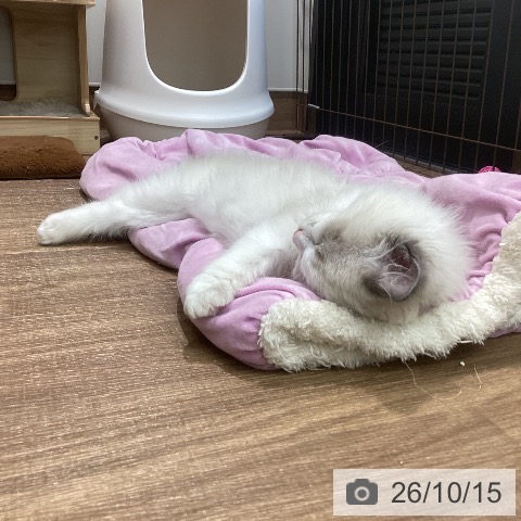 鳥取県のラグドール (ペッツワン 日吉津店/2026年7月31日生まれ/男の子/ブルーポイントバイカラー)の子猫の3枚目の画像