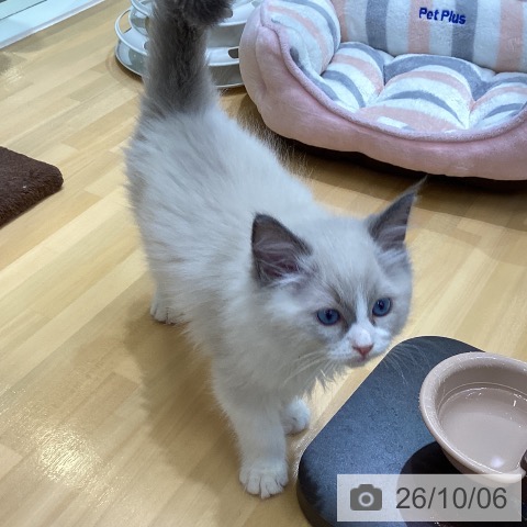 香川県のラグドール (ペットプラス 綾川店/2026年7月31日生まれ/男の子/ブルーポイントバイカラー)の子猫の3枚目の画像