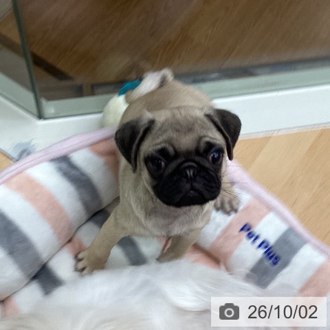 千葉県のパグ (ペットプラス 成田店/2026年8月1日生まれ/男の子/フォーン)の子犬の4枚目の画像