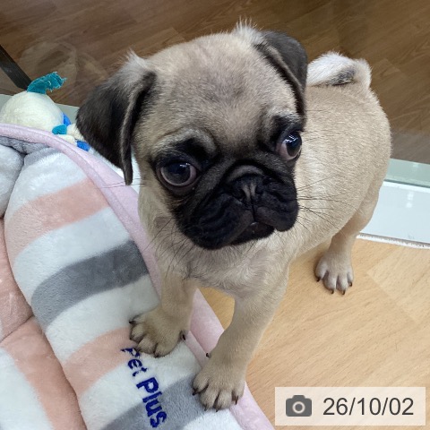 千葉県のパグ (ペットプラス 成田店/2026年8月1日生まれ/男の子/フォーン)の子犬の3枚目の画像