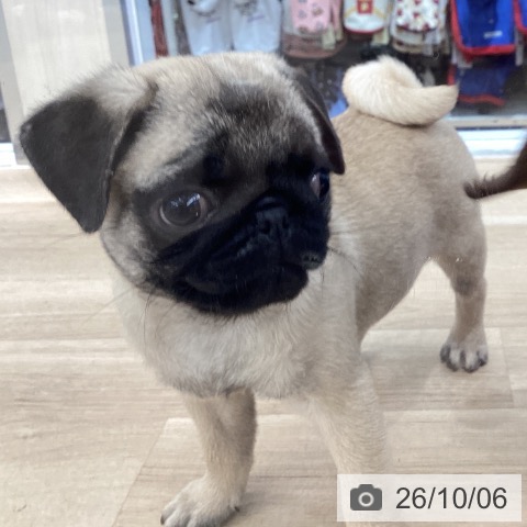 千葉県のパグ (ペットプラス 船橋店/2026年8月1日生まれ/女の子/フォーン)の子犬の3枚目の画像