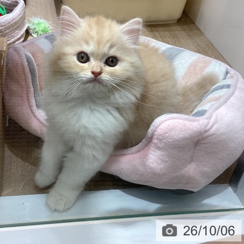 千葉県のスコティッシュフォールド (ペットプラス 船橋店/2026年7月31日生まれ/男の子/レッドタビーホワイト)の子猫の3枚目の画像